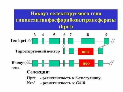 Дополнительным генам
