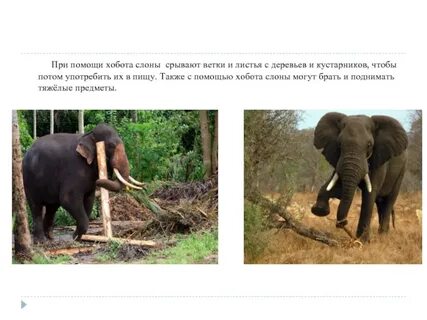 Возникновение хобота у слона можно объяснить
