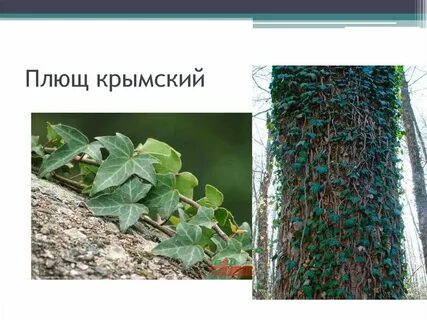 Плющ крымский