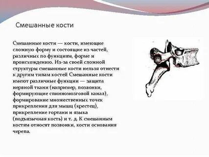 Смешанные кости