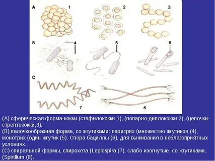 Кокки цепочками