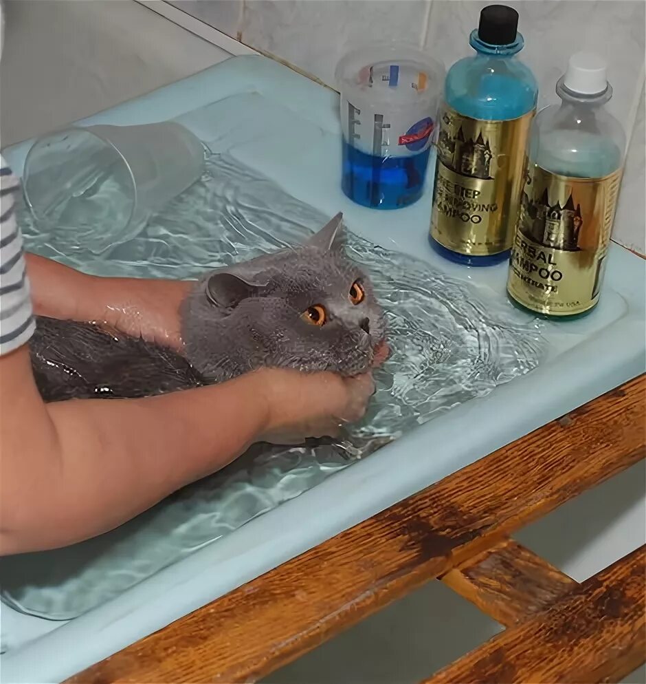 Как часто можно мыть кота. Мытье кота британского. британский кот купается. кот британец моется. купание британца.