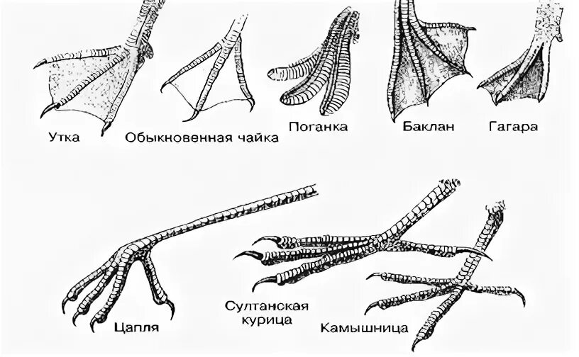 Конечности птиц таблица