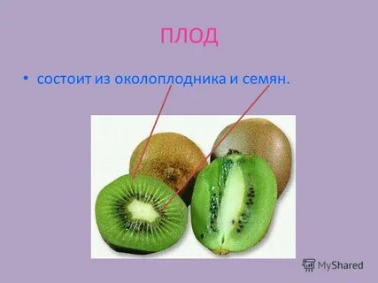 Околоплодник образуется из
