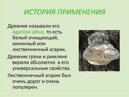 Лиственничная губка свойства агарикус применение