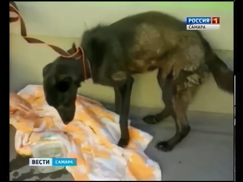 История создания повести собачье сердце булгакова. Булгаков писатель собачье сердце. Что пересадили собаке в произведении собачье сердце. Демихов собака с двумя головами. Собачье сердце что пересадили собаке.