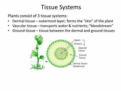 Plant tissues