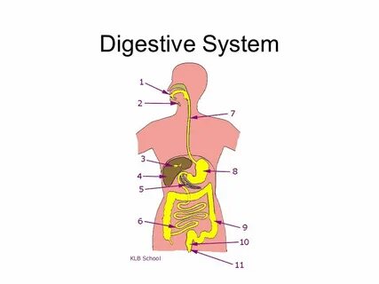 Digestive system