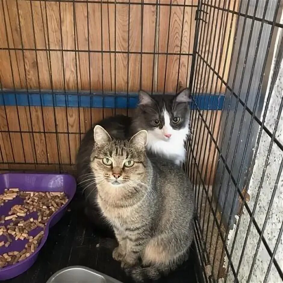 Бесплатный приют для котят в москве. Кошачий приют самара. приют для кошек. приют кошек самара. приют для животных в самаре.
