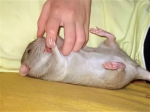 Сколько пальцев у мыши