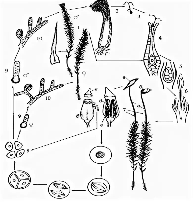 Кукушкин лен жизненный цикл схема. Жизненный цикл мха Кукушкин лен. Цикл развития Кукушкина льна. Цикл развития мха Кукушкин лен. Цикл зеленого мха кукушкин лен