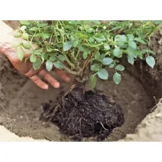 Можно пересадить розу во время цветения