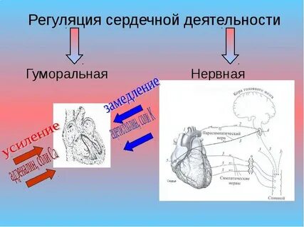 Гуморальная регуляция сердечной деятельности осуществляется при помощи