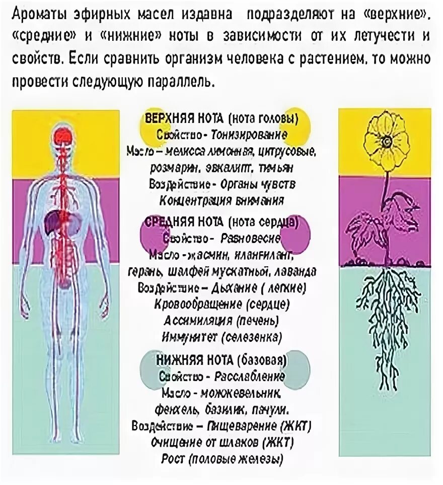 Влияние эфирных масел на человека. Действие масел на организм. Характеристики эфирных масел таблица. Действие масел на организм. Влияние эфирных масел на человека.