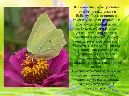 Важные сведения о бабочках