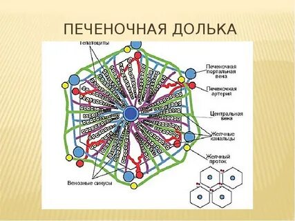 Центр дольки печени