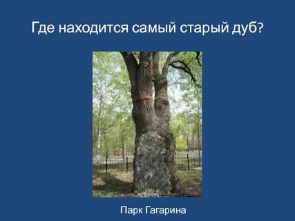 Дуб цифра 1