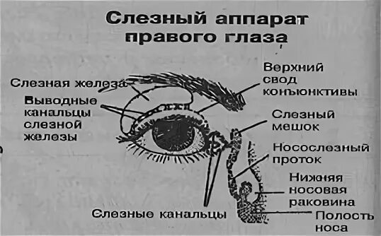 Слезный аппарат глаза анатомия схема. Строение слезных протоков глаза. Анатомия глаза слезное мясцо. Анатомия глаза слезный мешок. К какой системе относится слезная железа