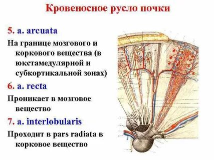 Кровеносная система почки