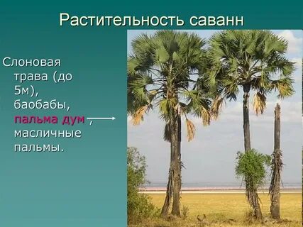 Для саванн характерно