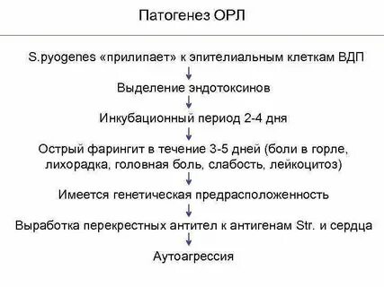 Патогенез острой ревматической лихорадки