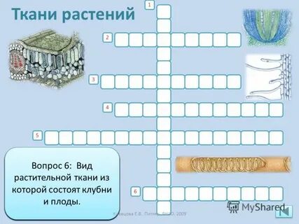 Кроссворд клетка по биологии 5 класс
