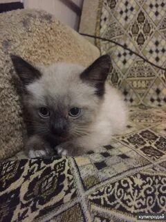 Авито котята новосибирск