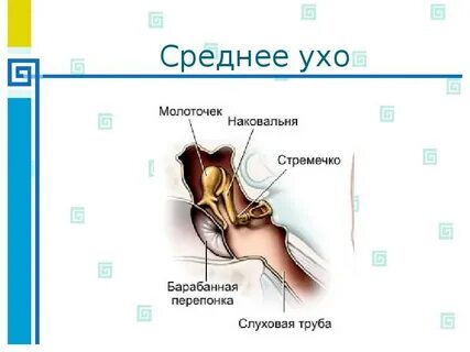 Имеет внутреннее и среднее ухо