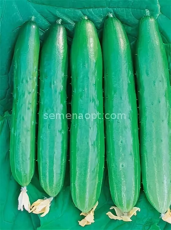 огурцы в 2024 году