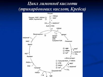 Цикл кребса это