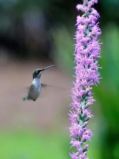 How do hummingbirds help flowering plants