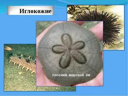 Иглокожие населяют пресные водоемы