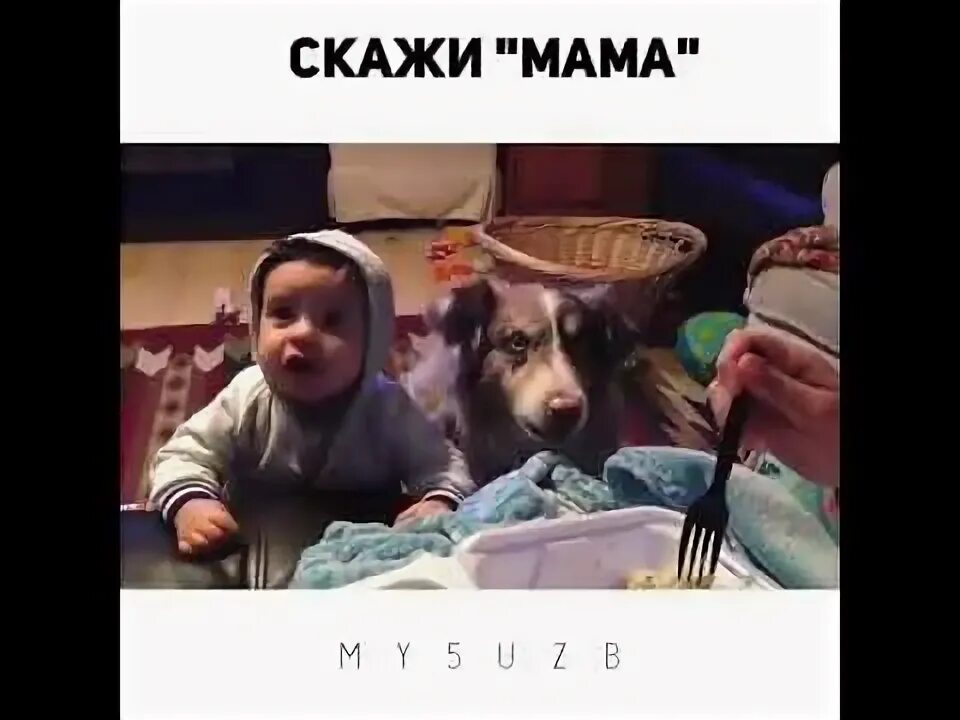Собака говорит мама.