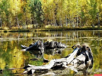 В лесном озере водились