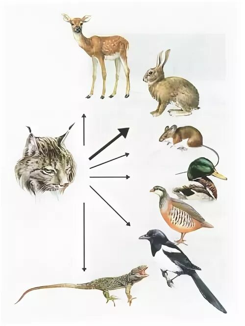 Цепь питания рыси. Пищевая цепочка в лесу. Схема цепи питания характерной для тайги. Цепь питания животных в тайге. Цепь питания рыси.