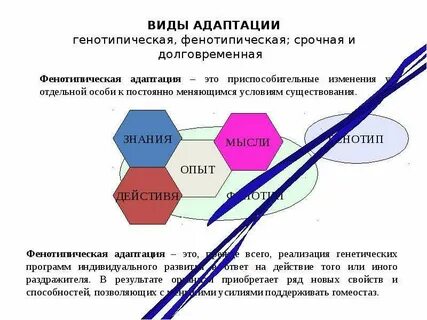 Адаптация за счет
