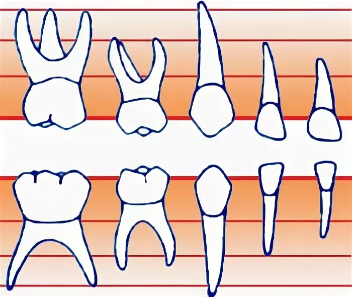 Корни у молочных зубов в 5 лет. Корни у молочных зубов моляр.