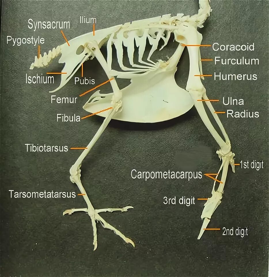 Скелет задней конечности птицы. Скелет птиц тибиотарзус. Скелет птицы цевка. Кость цевка у птиц.