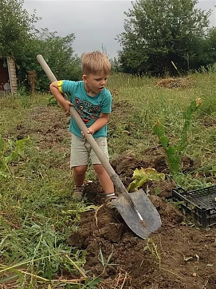 Копание грядок. Вскопать огород в гуково. Копка огорода вручную. Сын вскопал на огороде. Сын вскопал на огороде.