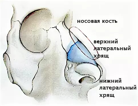 Наружный нос строение хрящи. Анатомия наружного носа хрящи носа. Строение наружного носа хрящей носа. Анатомия носовой полости синельников. Анатомия носовой полости синельников.