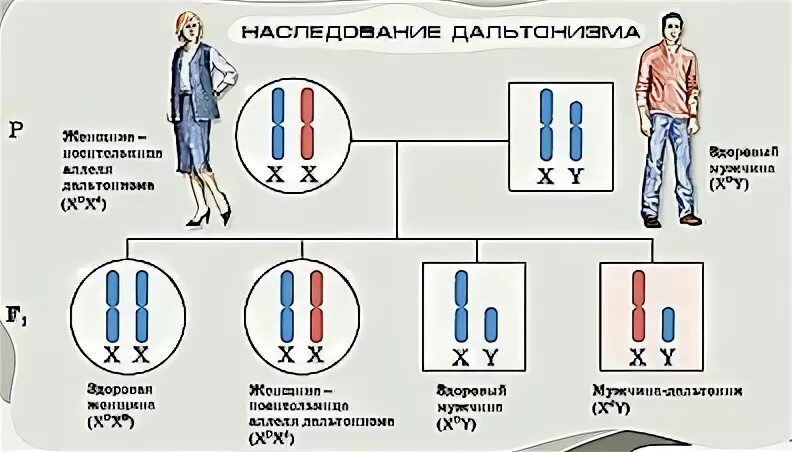 Метод наследования дальтонизма