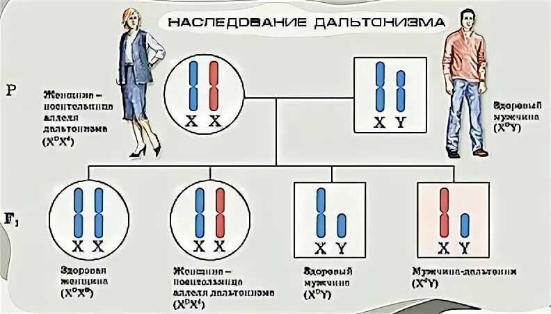 Дальтонизм наследование сцепленное с полом. Наследование сцепленное с полом гемофилия и дальтонизм. Тип наследования дальтонизма сцепленный с полом. Гемофилия сцепленное с полом.