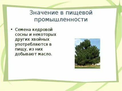 Значение хвойных растений в жизни человека презентация