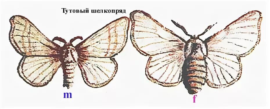 Полиплоидный тутовый шелкопряд