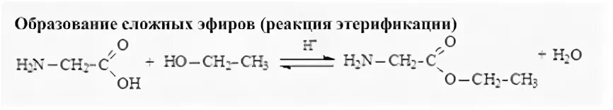 Реакция этерификации аминокислот. Химические свойства аминокислот реакция этерификации. Эритрефикация аминокислот. Химические свойства аминокислот этерификация.