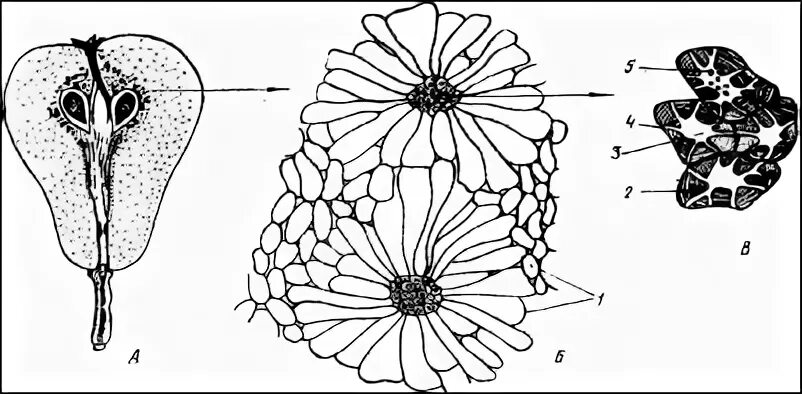 Клетка околоплодника. Склереиды каменистые клетки груши. Склереиды околоплодника груши. Склереиды в мякоти груши. Склереиды плода груши.