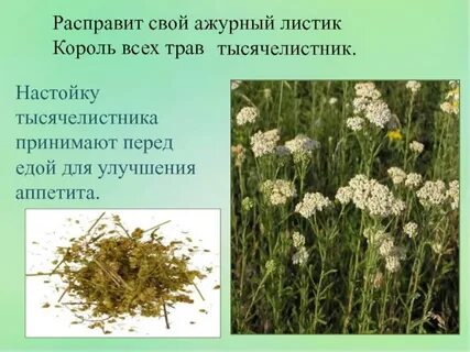 Растения в домашней аптечке