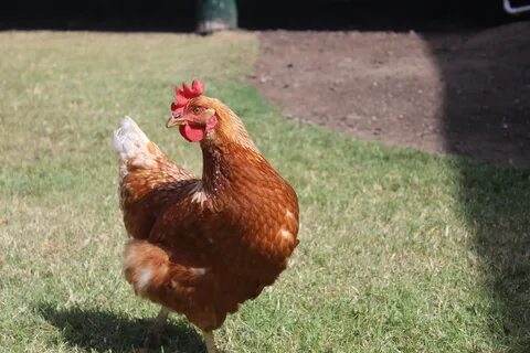 Chicken hen