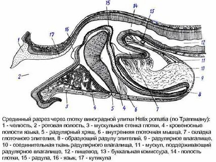 Разрез через