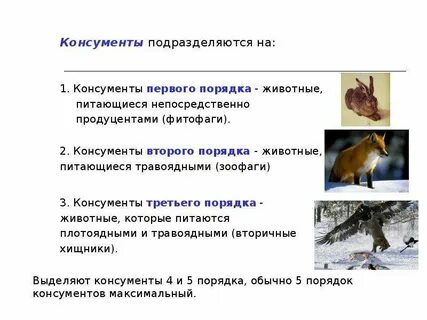 Белый медведь консумент какого